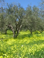 bloemenzee in olijfgaard